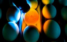 Durch den Einsatz von Licht kann die Geschlechtsbestimmung im Ei erfolgen.