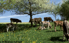 Kühe auf Weide von Andreas Schneid