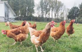 ÖTZ Chili Hühner auf grüner Wiese