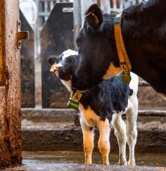 Kalb mit Kuh aus Mohltied