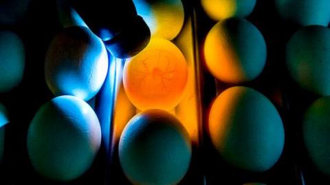 Durch den Einsatz von Licht kann die Geschlechtsbestimmung im Ei erfolgen.