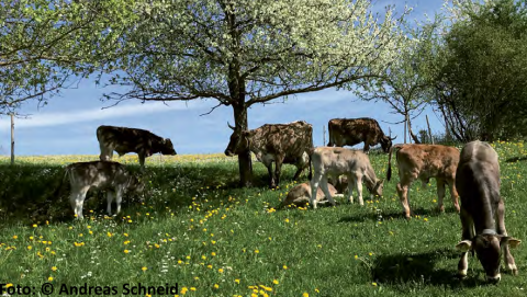 Kühe auf Weide von Andreas Schneid