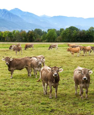 Braunvieh auf Weide
