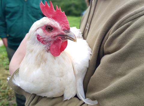 Huhn auf Arm