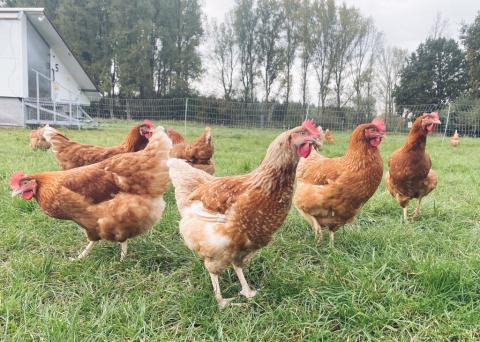ÖTZ Chili Hühner auf grüner Wiese